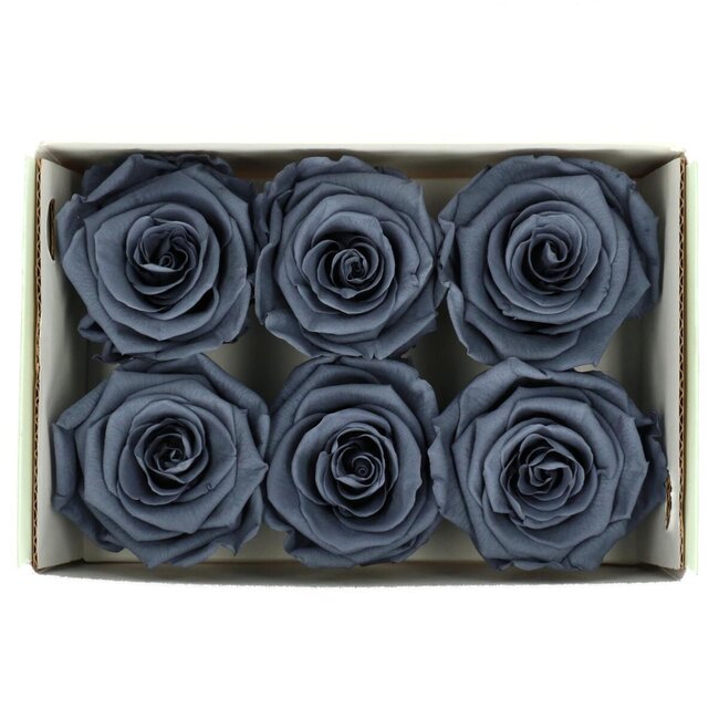 Konservierte Rose | Farbe: Grau | Durchmesser 6 centimeter | Pro 6 Rosen