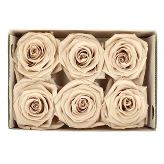 4A Preserved Rose | Colour: Sand-coloured | Diameter 6 centimetre | Per 6 roses
