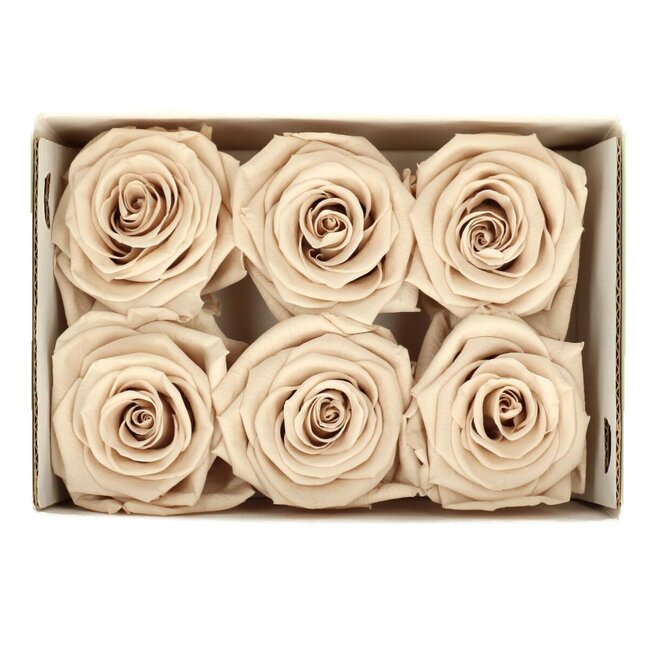 Konservierte Rose | Farbe: sandfarben | Durchmesser 6 centimeter | Pro 6 Rosen