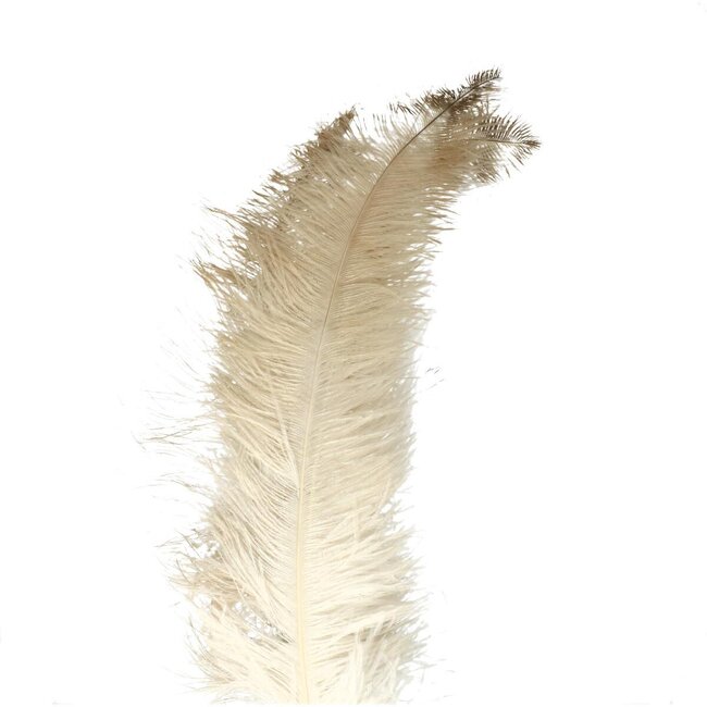 Ostrich Feathers | Colour: Cream-coloured | Length 55 centimeter | Per 5 feathers