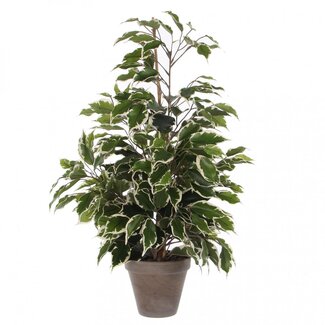 4A Vijgenblad Kunstplant met pot | Kleur: Groen Wit | Ficus Exotica Kunstplant | Diameter ± 13 - 60 centimeter | Hoogte ± 65 centimeter | Per kunstplant