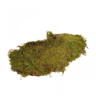 4A Dried Flat Moss | Colour: Green | Dry decoration | Weight 600 gram | Per bag