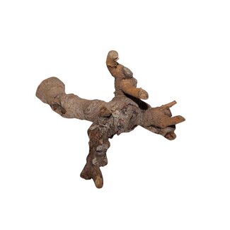 4A Getrocknete Kuwa Wurzel | Farbe: Braun | Trocken-Dekoration | Länge 25 - 30 centimeter | Pro Wurzel