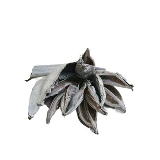 4A Droogdeco Sororoca Penca | Kleur: Natuurlijk Wit | Droogdecoratie | Lengte 35 centimeter | Per droogdeco