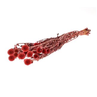 4A Préservé Echinops | Couleur: Rouge | Préservé Kogeldistel | Longueur ± 60 centimeter | Par bouquet