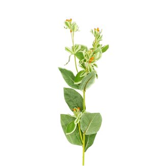 4A Wolfsmilch Kunstblume klein | Farbe: Natuurlijk Weiß | Kunstblumen Euphorbia | Länge ± 69 centimeter | Pro 6 Kunstblumen