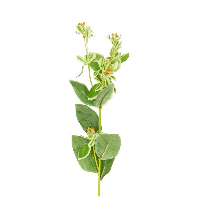 Euphorbe Fleur artificielle petite | Couleur: Blanc naturel | Fleurs artificielles Euphorbia | Longueur ± 69 centimeter | Par 6 fleurs artificielles