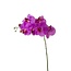 Vlinderorchidee Kunstbloem | Kleur: Paars | Phalaenopsis Kunstbloemen | Lengte ± 68 centimeter | Per 6 kunstbloemen