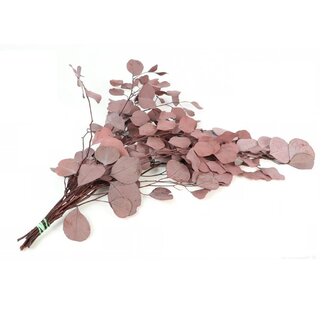 4A Preserved Eucalyptus Populus | Colour: Red | Length ± 65 centimeter | Weight 150 gram | Per bunch