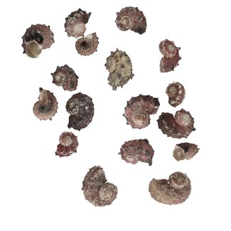 4A Schelpen Delphinula Lacianiata 500g