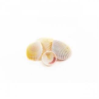 4A Herzmuscheln | Farbe: Natuurlijk Weiß | Inhalt 1 kilo | Pro Beutel