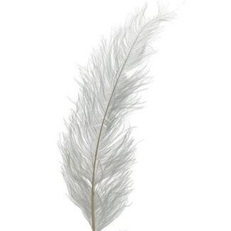 4A Struisvogel Veren | Kleur: Natuurlijk Wit | Lengte 55 centimeter | Per 5 veren