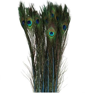 4A Pauw Veren | Kleur: Blauw | Lengte 100 centimeter | Per 10 veren