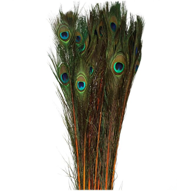 Peacock Feathers | Colour: Orange | Length 100 centimetre | Per 10 feathers