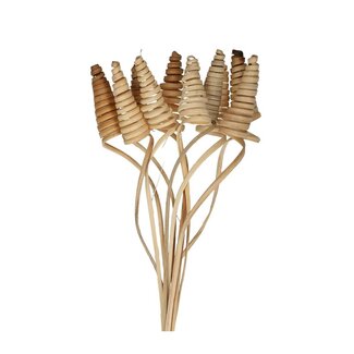 4A Palm Spirale am Stiel | Farbe: Braun | Cane Cone Spießer | Länge ± 50 centimeter | Pro 10 Spießer