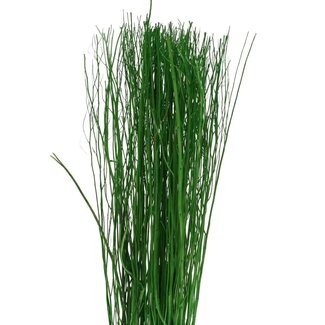 4A Getrocknete Yanagi-Zweige | Farbe: Apfelgrün | Trocken-Dekoration | Gewicht 250 gram | Länge 85 centimeter | Pro Bund