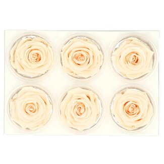 4A Gepreserveerde Rozen | Kleur: Champagnekleurig | Diameter 6 centimeter | Per 6 rozen