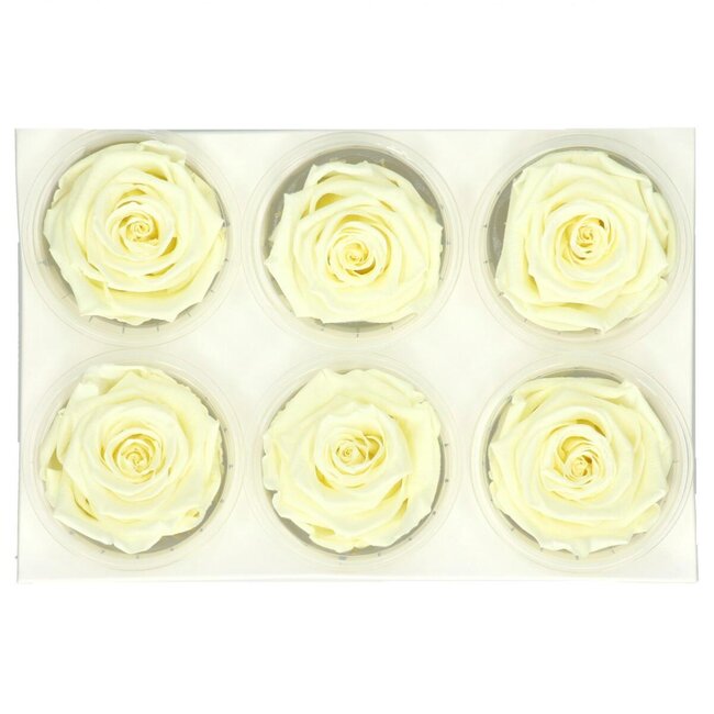 Rose préservée | Couleur: Crème | Diamètre 6 centimètres | Par 6 roses
