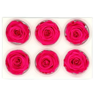4A Rose préservée | Couleur: fuchsia | Diamètre 6 centimeter | Par 6 roses