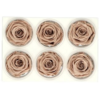 4A Gepreserveerde Rozen | Kleur: Lichtbruin | Diameter 6 centimeter | Per 6 rozen