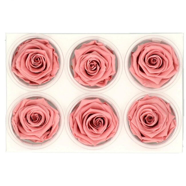 Preserved Rose | Colour: Old pink | Diameter 6 centimetre | Per 6 roses