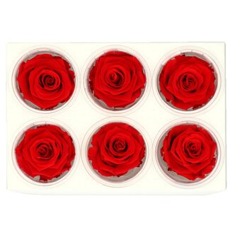 4A Gepreserveerde Rozen | Kleur: Rood | Diameter 6 centimeter | Per 6 rozen