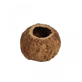 4A Noix de coco séchée Ourico | Couleur: Marron | Décoration sèche | Diamètre ± 10 centimeter | Par fruit