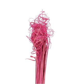 4A Feuille de palmier séchée Nerf | Curly Ting Ting | Couleur: Rose clair | Décoration sèche | Longueur ± 70 centimeter | Poids 200 gram | Par bouquet