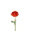 Ranunkel Kunstblume | Farbe: Rot Orange | Ranunculus Kunstblumen | Länge ± 35 centimeter | Pro 6 Kunstblumen