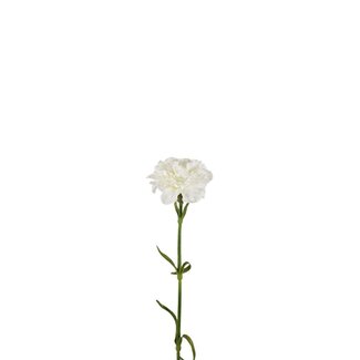 4A Œillet Fleur artificielle | Couleur: Blanc naturel | Dianthus Fleurs artificielles | Longueur ± 53 centimètre | Par 6 fleurs artificielles