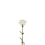 Carnation Artificial Flower | Colour: Natural White | Dianthus Artificial Flowers | Length ± 53 centimetre | Per 6 artificial flowers
