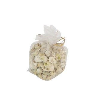 4A Astrea Calcar Coquilles | Couleur: crème | Contenu 750 gram | Par sac