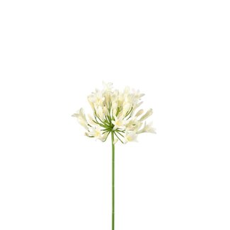 4A Fleur artificielle de lys du Cap africain | Couleur: Blanc naturel | Agapanthus Fleurs artificielles | Longueur ± 75 centimeter | Par 6 fleurs artificielles