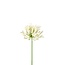 African Cape Lily Artificial Flower | Colour: Natural White | Agapanthus Artificial Flowers | Length ± 75 centimetre | Per 6 artificial flowers