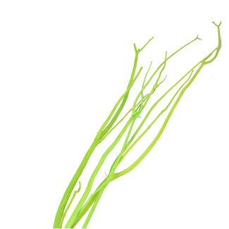 4A Gedroogde Mitsumata vlok Takken | Kleur: Appeltjesgroen | Droogdecoratie | Lengte ± 115 centimeter | 3 takken per bos | Per bos