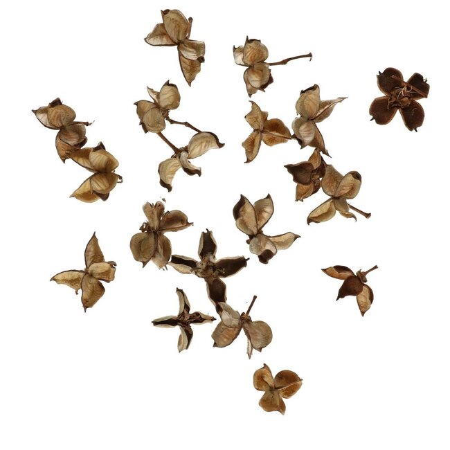Cosses de coton séchées | Couleur: Marron | Décoration sèche | Par 150 gram