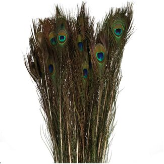 4A Peacock Feathers | Colour: Teal | Length 100 centimeter | Per 10 feathers