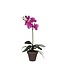 Schmetterlingsorchidee Kunstpflanze mit Topf | Farbe: Fuchsia | Phalaenopsis Kunstpflanze | Durchmesser ± 11 - 13 Zentimeter | Höhe ± 48 Zentimeter | Pro 6 Kunstpflanzen