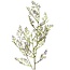 Meerlavendel Kunstblume | Farbe: Lilafarben | Limonium Kunstblumen | Länge ± 90 centimeter | Pro 12 Kunstblumen