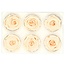 Konservierte Rose | Farbe: Champagnerfarben | Durchmesser 6 centimeter | Pro 6 Rosen