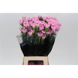 Freshy Lange Anjer “Clearwater” | Kleur: Paars | Lengte ± 70 centimeter | Per 20 stelen