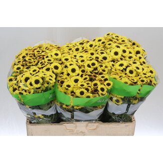 Freshy Chrysanthemum Chrysant Santini “Patrese Sunny” | Kleur: Geel | Lengte ± 55 centimeter | Per 25 stelen