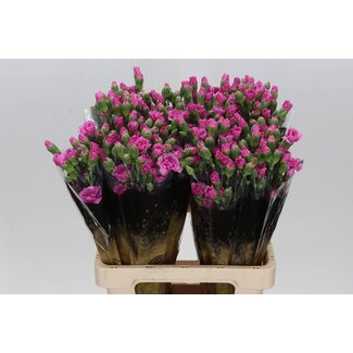 Freshy Trosanjer “Lilac Melissa” | Kleur: Roze | Lengte ± 60 centimeter | Per 25 takken