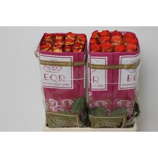 Freshy Grootbloemige Roos “High & Magic” | Kleur: Geel Oranje | Lengte ± 60 centimeter | Herkomst Ecuador | Per 25 stelen