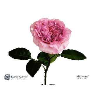 Freshy Rosa David Austin Millicent