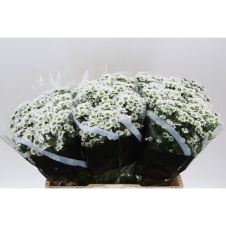 Freshy Chrysanthemum Chrysant Santini “Pixel Snowy” | Kleur: Wit | Lengte ± 55 centimeter | Per 25 stelen