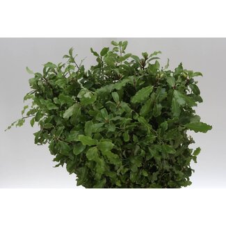 Freshy Pitto Groen 200gr (p. bos)