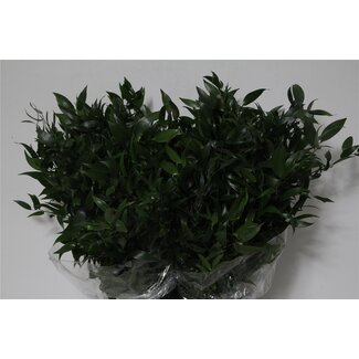 Freshy Verse Ruscus kort | Kleur: Natuurlijk Groen | Muizendoorn | Lengte ± 60 centimeter | Gewicht 200 gram per bos | Per 5 bossen