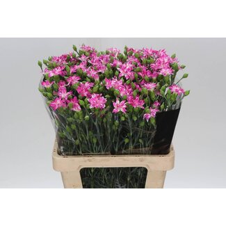 Freshy Dianthus Trosanjer “Tessino Cherry” | Kleur: Roze | Lengte ± 60 centimeter | Per 50 stelen