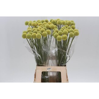 Freshy Craspedia Trommelstokje Large | Kleur: Geel | Lengte ± 70 centimeter | Per 20 stelen